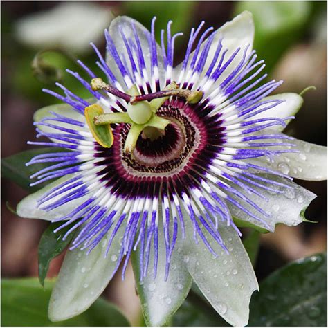 Royal Blue Passion Flower
