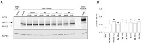Journey on VX-809-Based Hybrid Derivatives towards Drug-like F508del ...