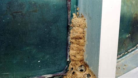 Termites at Windows 的图像结果
