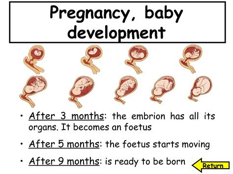 Image result for Science Human Reproduction