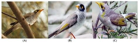 Diversity | Special Issue : Socioecology and Biodiversity Conservation ...