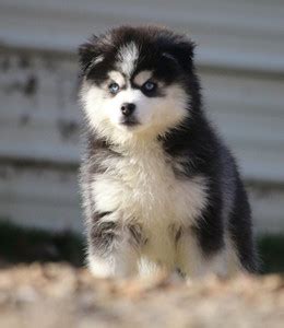 Cute Pomsky Dog Multicolour Poster PhotoPrint Print Photographic Paper ...