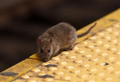 New York City's most rat-infested subway stations