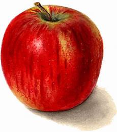 Free Clipart Apple by 7 Apple Images Clip The Graphics Free Clipart Apple