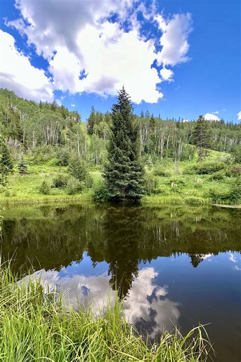 Download wallpaper 800x1200 landscape, tree, pond, forest, grass iphone ...
