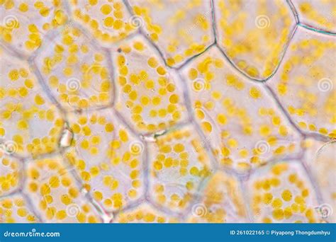 Cell Structure Flower, View of Chromoplast Showing in Plant Cells Under ...