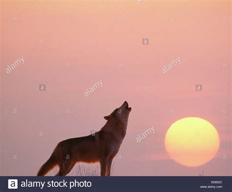 Image result for Howling Wolves Sleep
