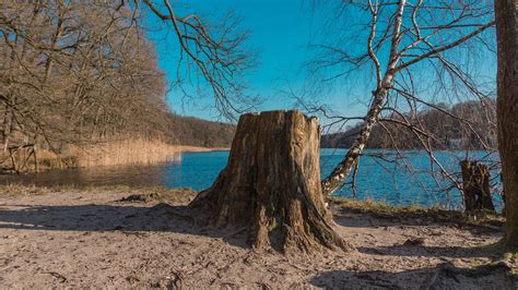 The Average Cost of Tree Stump Removal & Grinding | Tips | Twin Cities ...