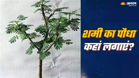 Shami Plant Tips: धार्मिक महत्व रखता है शमी का पौधा, घर में लगाने से ...