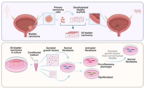 Cancers | Special Issue : Organotypic 3D In Vitro Tumor Models ...