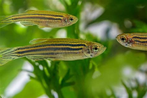 Zebra Danio Tank Requirements at Marc Beals blog