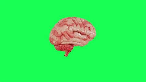 Brain ColorAnimation CGI 的图像结果