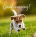 Image result for Cute Animal to Say Good Morning