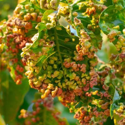 Image result for Vegetative Pathogens