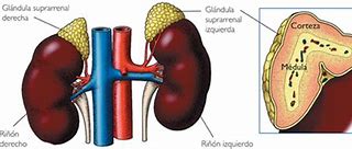 Image result for cortiadrenal