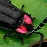 Image result for Alien Romulus Universe Timeline