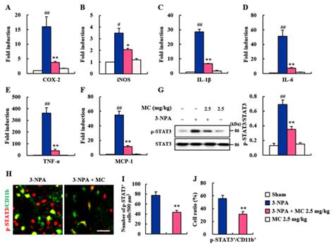 Cells | Special Issue : The Function of Glial Cells in the ...