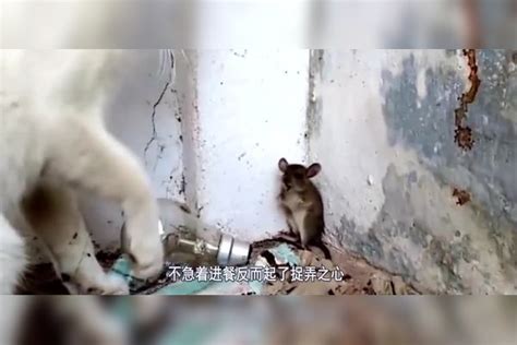 猫咪将老鼠堵在墙角收拾，老鼠接下来的举动，让人忍不住大笑！_老鼠_墙角_举动