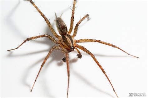 Common Spiders to Watch for In Colorado | Poisonous and Non-Venomous ...
