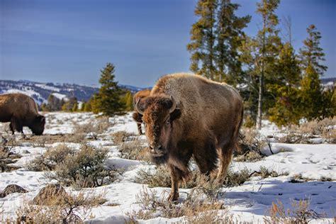 A group of buffalo in a snowy field photo - Free Montana Image on Unsplash