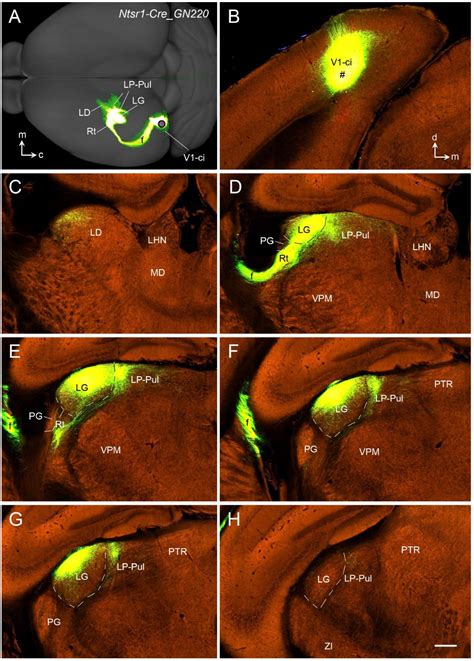 Lamination, Borders, and Thalamic Projections of the Primary Visual ...