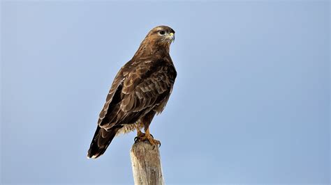 Download wallpaper 3840x2160 buzzard, bird, wood, wild life 4k uhd 16:9 ...