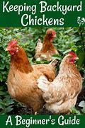 Image result for Raising Chickens