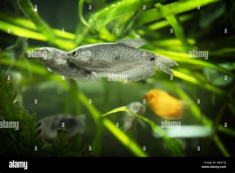 Catching Exotic Fish for Aquarium 的图像结果