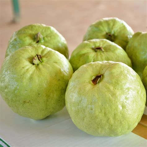 Guava - Thai Super - Hybrid Fruit Plant – M-Tech Gardens