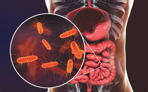 The Gut Microbiota - Tufts Health & Nutrition Letter