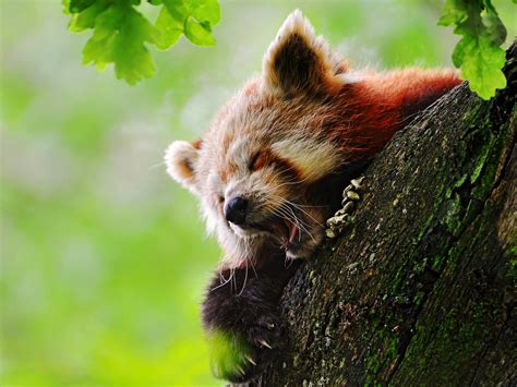 Download Animal Red Panda HD Wallpaper