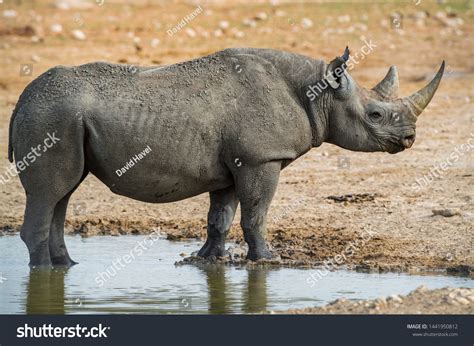 Black Rhinoceros Diceros Bicornis Iconic African Stock Photo 1441950812 ...
