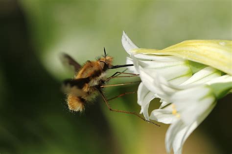 Bayesian Fly 的图像结果
