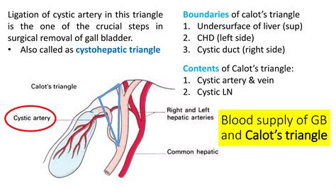 Calot's Triangle Boundaries