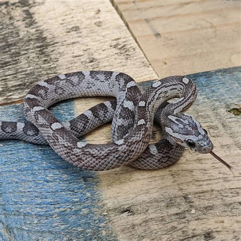 Dilute - Corn Snake Traits - Morphpedia