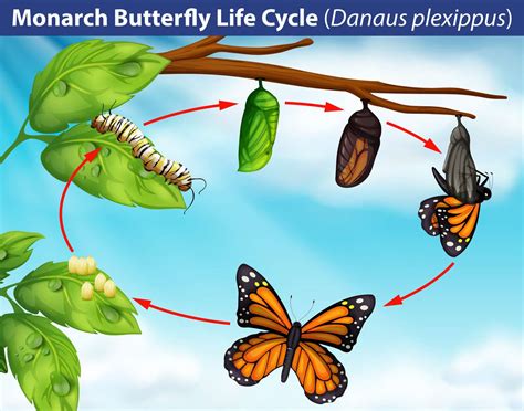 Monarch Butterfly Facts
