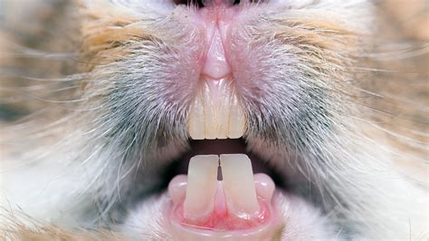 How To Care For Your Rabbit’s Teeth - Planet Pet