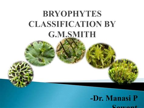 Classification Of Bryophytes