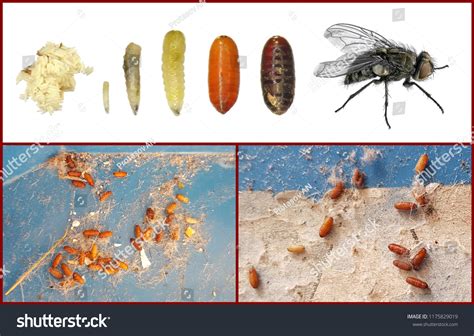 House Fly Development Stages Eggs Larva写真素材1175829019 | Shutterstock