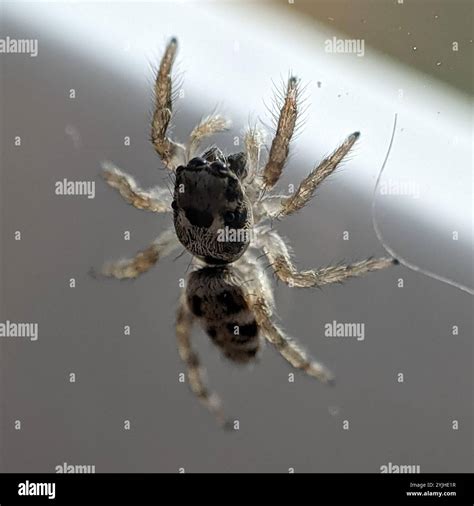 Zebra Jumping Spider (Salticus scenicus Stock Photo - Alamy