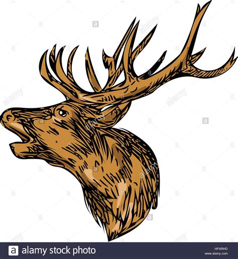 Image result for Buck Drawing Tutorial