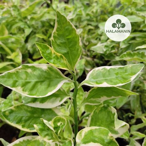 Zigzag Plant, Furniture & Home Living, Gardening, Plants & Seeds on ...