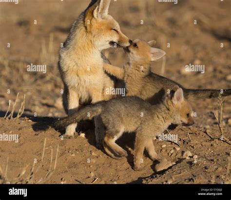 cape fox with two babies playing Stock Photo - Alamy