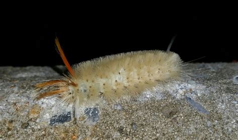 Sycamore Tussock Moth Halysidota harrisii Walsh, 1864 | Butterflies and ...