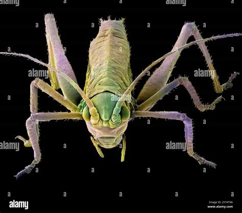 What Are X Species Europeans Actually Eat A Field Guide To Animal Consumption