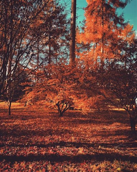 Image result for Autumn Tree Scene