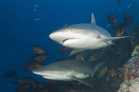 These gray reef sharks are BFFS, scientists say