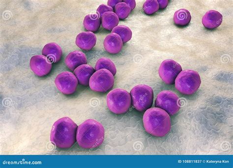 Veillonella Bacteria, Gram-negative Anaerobic Cocci Stock Illustration ...