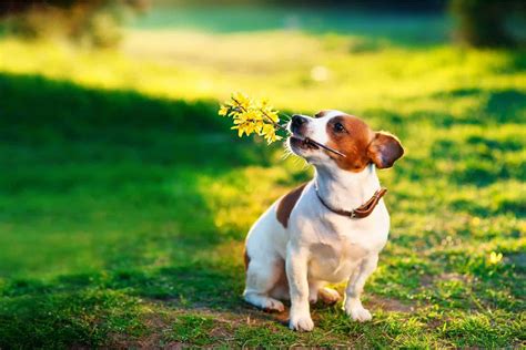 Jack Russell Lifespan: How Long Do Jack Russells Live?
