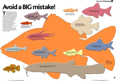 Aquarium Fish Chart
